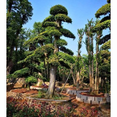 榆树桩景 工业应用中的多样化盆景艺术